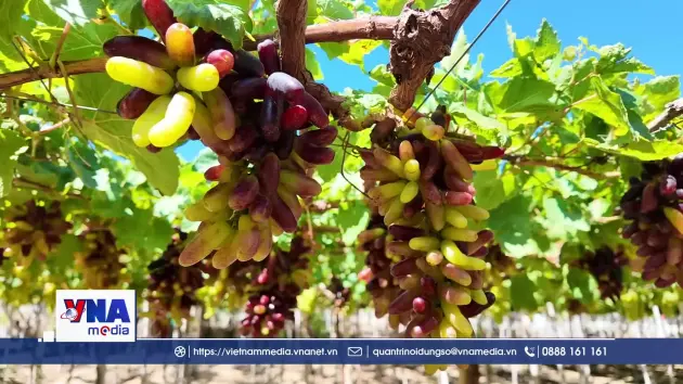 Nông dân tích cực chuẩn bị cho vụ nho Tết Nguyên đán 2026