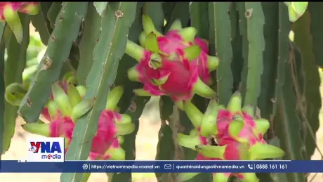 Nỗ lực tạo ra chuỗi giá trị sản phẩm cho trái thanh long