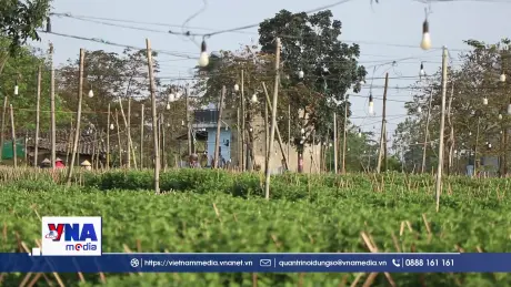 Người dân Huế tất bật với vườn hoa Tết sau lũ