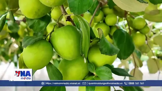 Nâng cao năng suất, chất lượng sản phẩm táo Khánh Hòa