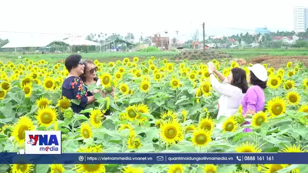 Cánh đồng hướng dương ở Quảng Ngãi hút khách