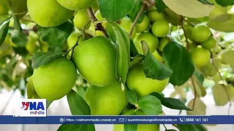Nâng cao năng suất, chất lượng sản phẩm táo Khánh Hòa