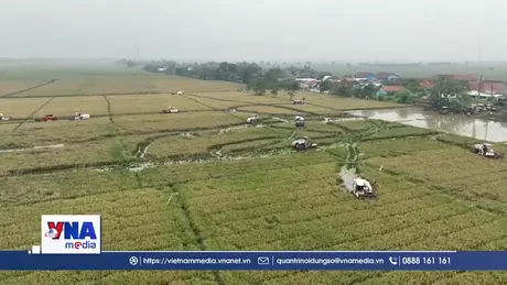 Indonesia hướng tới trở thành quốc gia xuất khẩu gạo