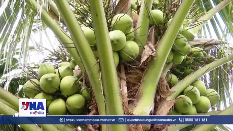 Phát triển vùng chuyên canh dừa phục vụ xuất khẩu