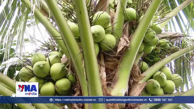 Phát triển vùng chuyên canh dừa phục vụ xuất khẩu