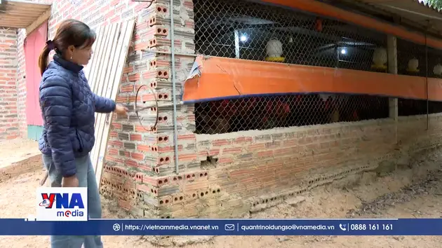 Hải Phòng: Phòng chống rét cho đàn gia cầm, vật nuôi