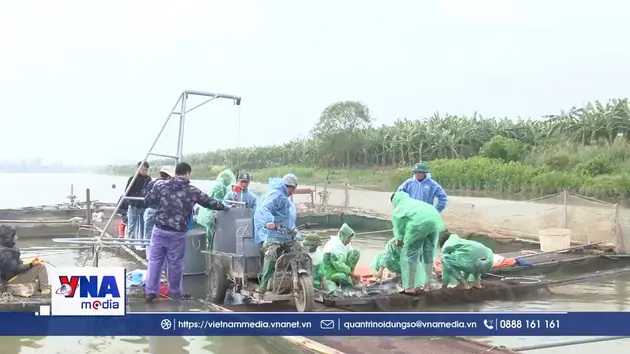 Người nuôi cá lồng Hưng Yên phấn khởi vì tiêu thụ thuận lợi