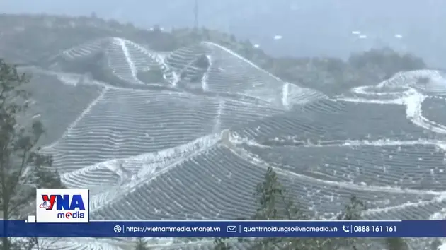 Nông nghiệp miền Bắc ứng phó với rét đậm kéo dài
