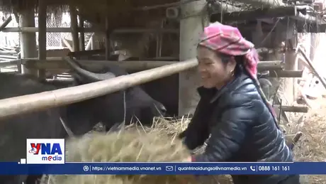 Vùng cao Lai Châu chủ động phòng, chống rét cho đàn gia súc