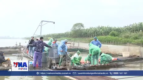 Người nuôi cá lồng Hưng Yên phấn khởi vì tiêu thụ thuận lợi