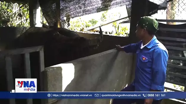 Người dân vùng cao Nậm Có chủ động phòng chống rét cho gia súc