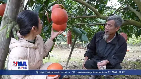 Thanh Hóa: Đặc sản mang sắc đỏ may mắn hút khách dịp Tết