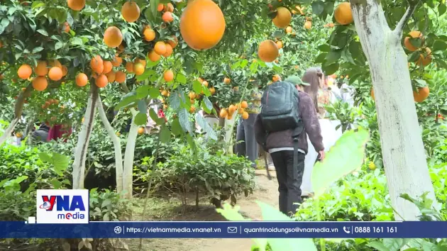Trải nghiệm mùa cam ly trên cao nguyên Mộc Châu
