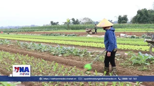 Lào Cai hỗ trợ khôi phục sản xuất nông nghiệp sau lũ