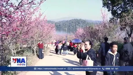 Lễ hội Hoa anh đào 2026 tại Điện Biên