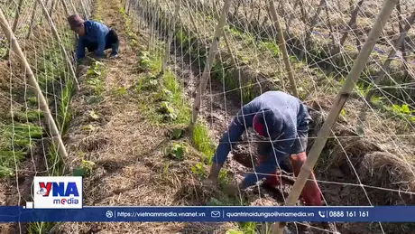 Ninh Bình nỗ lực khôi phục lại sản xuất kinh doanh sau thiên tai