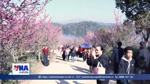 Lễ hội Hoa anh đào 2026 tại Điện Biên