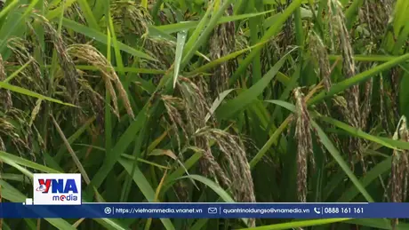 Mùa vàng trên cánh đồng tôm lúa Cà Mau