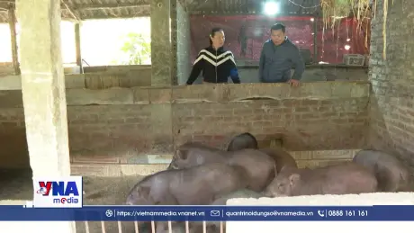 Phú Thọ chủ động chống rét cho đàn gia súc