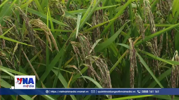 Mùa vàng trên cánh đồng tôm lúa Cà Mau