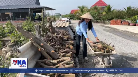 Làng mai Tân Tây - Hướng đi mới từ làng nghề truyền thống