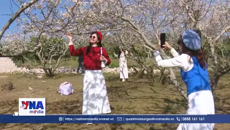 Sắc trắng của hoa mận trên cao nguyên Mộc Châu