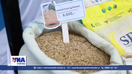 Indonesia duy trì dự trữ 4 triệu tấn gạo đến năm 2029