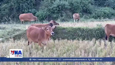 Phòng chống đói, rét cho vật nuôi ở vùng núi cao