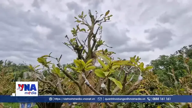 Thủ phủ mai miền Trung vào vụ Tết