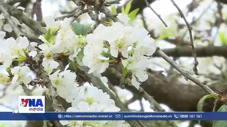 Mộc Châu - Hẹn ước mùa hoa