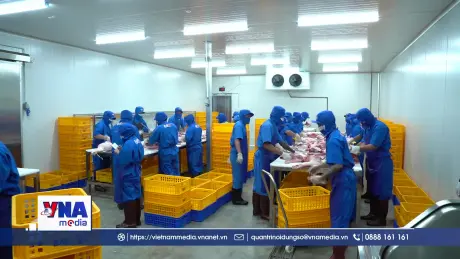 Cuối năm, Tp.HCM tăng nguồn cung, ổn định giá thịt lợn