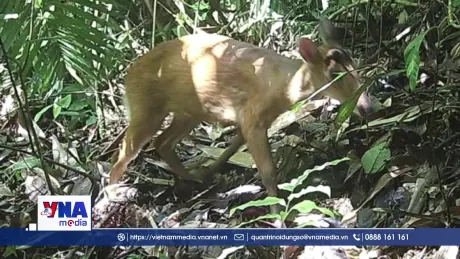 Thanh Hóa bảo tồn động vật và các cánh rừng nguyên sinh