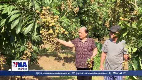 Phát huy giá trị di sản văn hóa phi vật thể nhãn lồng Hưng Yên