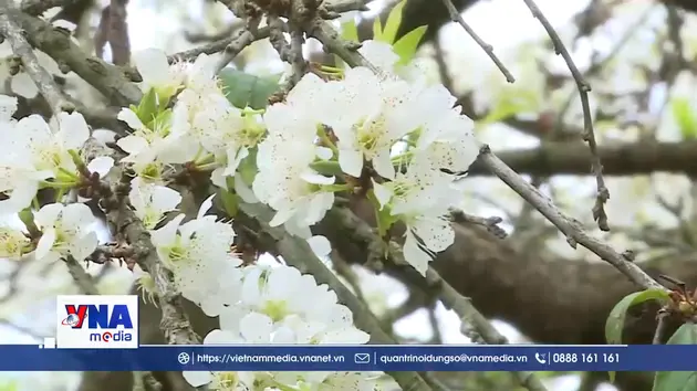 Mộc Châu - Hẹn ước mùa hoa