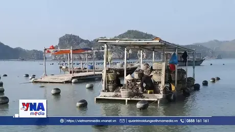 Nghề nuôi hàu ở Vân Đồn đem lại giá trị cao