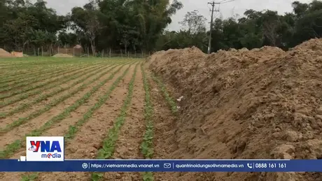Sau mưa lũ, nông dân vẫn phải trồng rau màu trên cát trắng