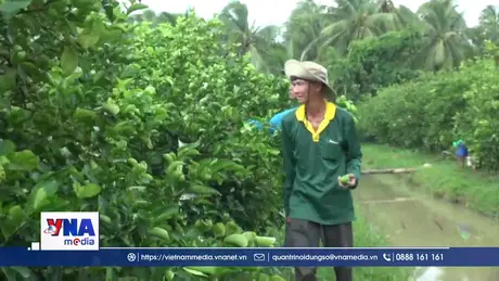 Vĩnh Long xây dựng vùng nguyên liệu trồng chanh không hạt xuất khẩu
