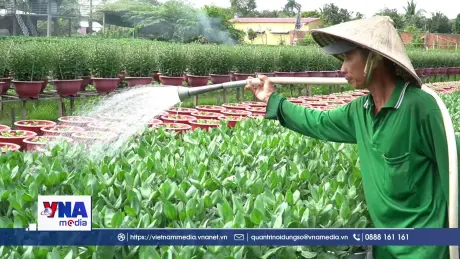 Cần Thơ cung ứng trên 2 triệu chậu hoa phục vụ thị trường Tết