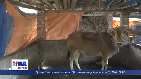 Người dân vùng cao chủ động phòng, chống đói rét cho đàn vật nuôi