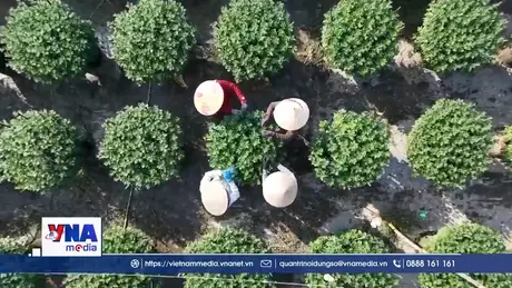 Thành công nhờ thay đổi giống hoa cúc phục vụ thị trường Tết