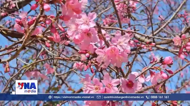 Hàng ngàn người dự Lễ hội hoa mai anh đào Đà Lạt