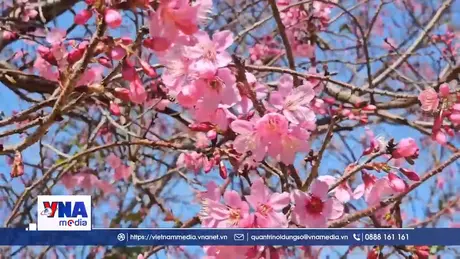 Hàng ngàn người dự Lễ hội hoa mai anh đào Đà Lạt