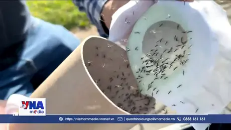 IAEA nghiên cứu kỹ thuật vô trùng côn trùng ở Áo