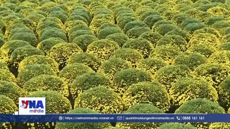 Nhiều nhà vườn Vĩnh Long lo lắng vì cúc mâm xôi nở sớm