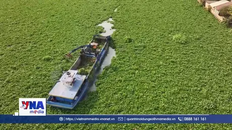 Lục bình dày đặc trên sông Vàm Cỏ Đông