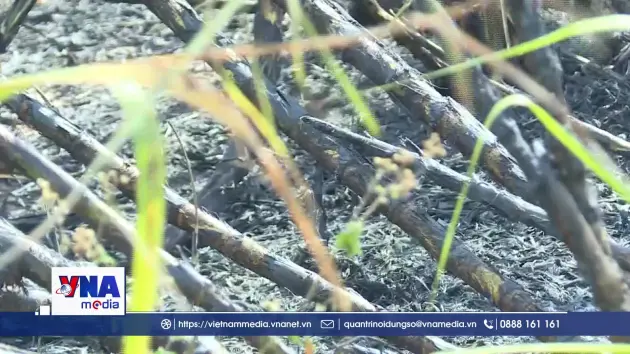 Cảnh báo tình trạng cháy mía trong mùa thu hoạch