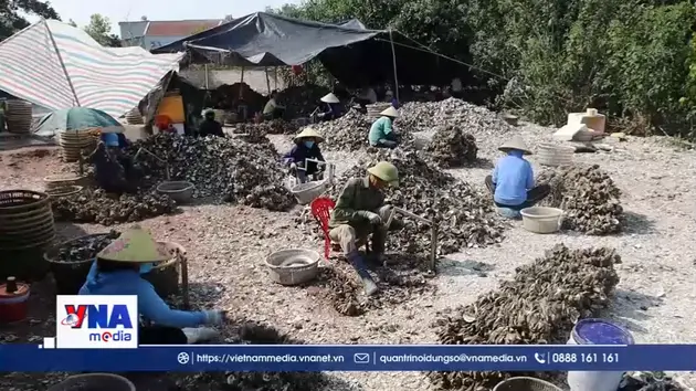 Quảng Ninh siết chặt quản lý an toàn vệ sinh trong chế biến hàu