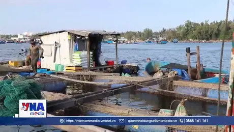 Quảng Ngãi ngăn chặn lồng nuôi thủy sản “nở rộ” trong cảng Dung Quất