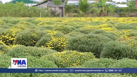 Vĩnh Long mở hướng tiêu thụ hoa cúc nở sớm