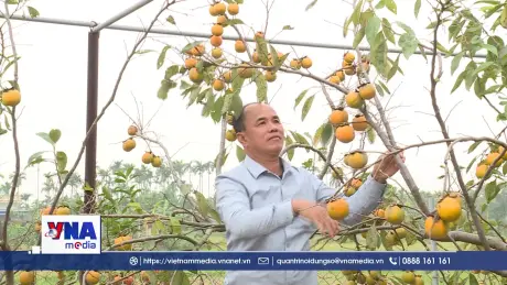 Phát triển nghề trồng hồng cảnh phục vụ thị trường Tết